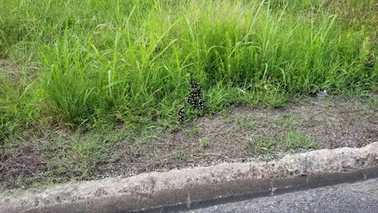 Man Kindly Escorts Duck Family Across Busy Road