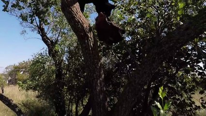 Meet The Leopards! | The Lion Whisperer