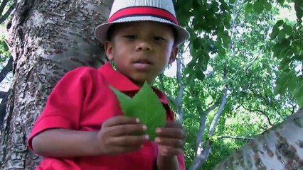 Curious George: Curious About Trees