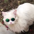 My cat wear sun glasses and she looks cool