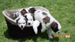 5 St. Bernard Puppies in a Basket