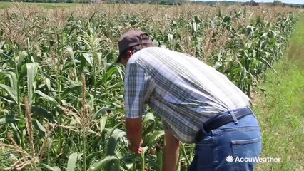 Hot weather helping farms thrive in Long Island