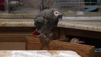 Einstein parrot predicts the 2018 World Cup