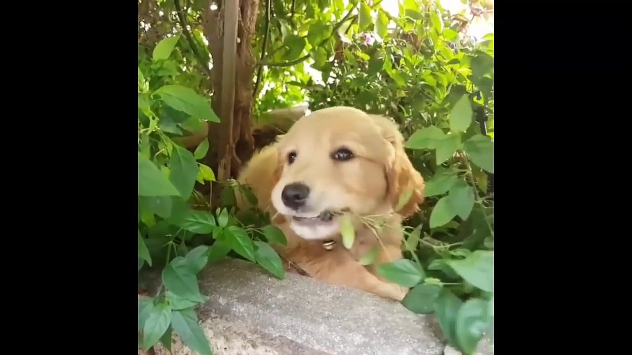 Best Of Cute Golden Retriever Puppies Compilation #18 - Funny Dogs 2018_13-06-2018_2