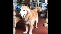 Best Of Cute Golden Retriever Puppies Compilation #21 - Funny Dogs 2018_13-06-2018_2