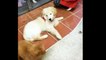 Best Of Cute Golden Retriever Puppies Compilation #21 - Funny Dogs 2018_13-06-2018_3
