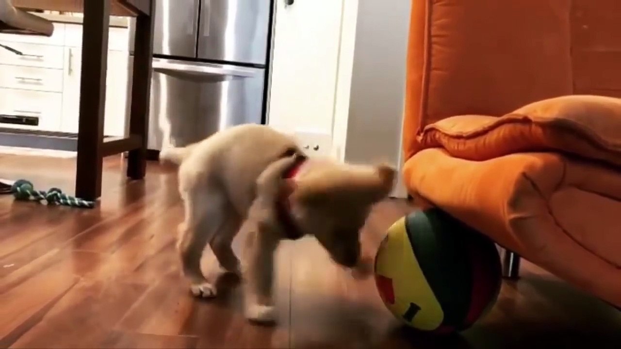 Best Of Cute Golden Retriever Puppies Compilation #25 - Funny Dogs 2018_13-06-2018_1
