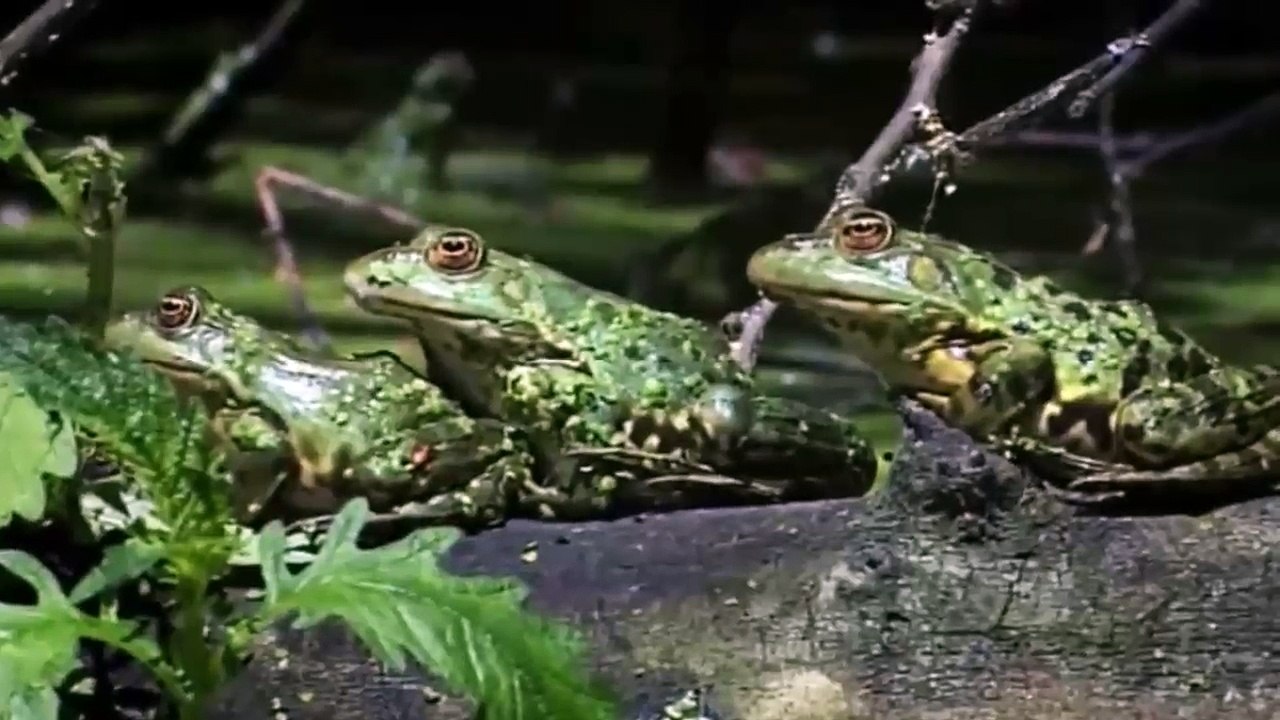 The Amazing Wildlife of the Balkans - Nat Geo Documentary Part 2