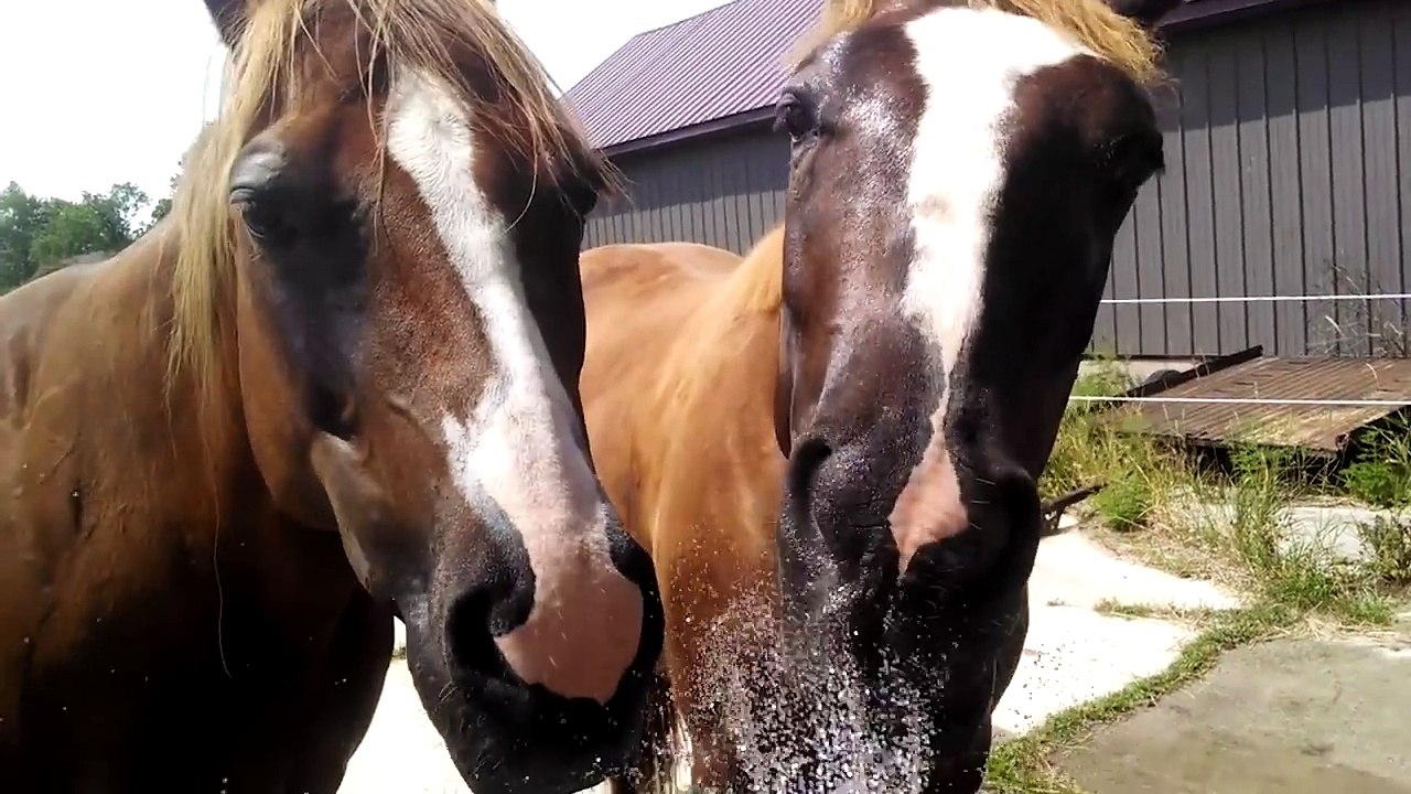 droles vidéos animaux très très drôles