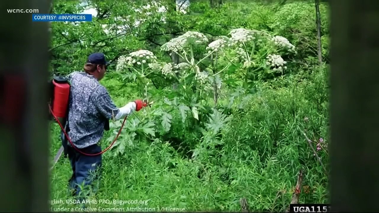Giant Hogweed plant hospitalizes Virginia teen with severe burns