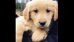 Best Of Cute Golden Retriever Puppies Compilation #12 - Funny Dogs 2018_13-06-2018_1