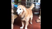 Best Of Cute Golden Retriever Puppies Compilation #11 - Funny Dogs 2018_13-06-2018_2