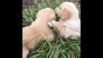 Best Of Cute Golden Retriever Puppies Compilation #17 - Funny Dogs 2018_13-06-2018_2