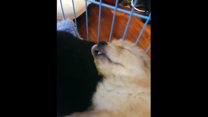 Best Of Cute Golden Retriever Puppies Compilation #17 - Funny Dogs 2018_13-06-2018_4