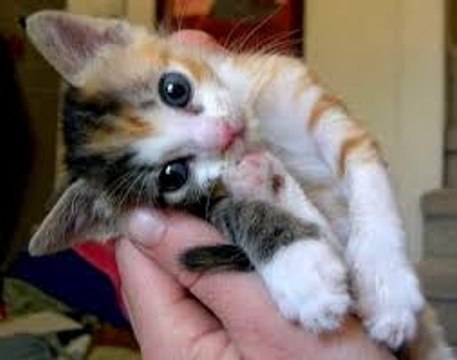 ¿COMO PUEDO HACER PARA SER AMIGO DE MI GATO?,¿QUE HACER PARA QUE MI MASCOTA ME QUIERA?