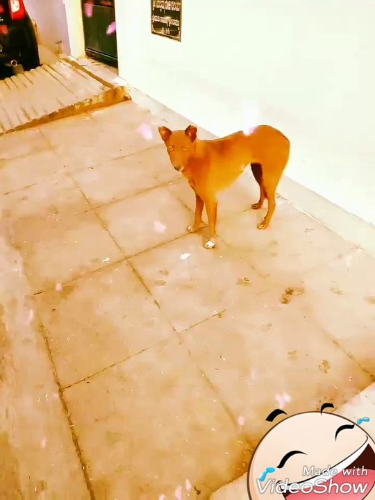 Brown Dog