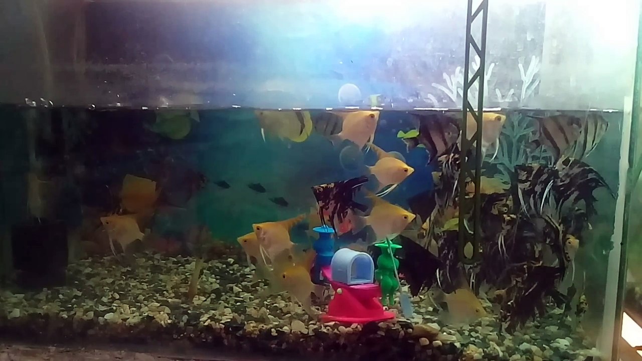 Different types of beautiful aquarium fish