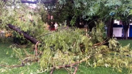 Erzincan’da fırtına ve yağış ağaçları devirdi