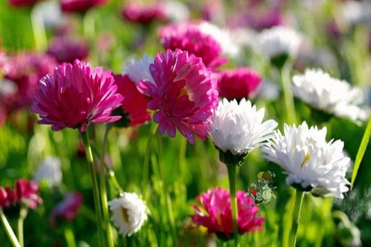 Good Morning Beautiful Flowers Images Pictures Photos Whatsapp Video