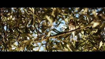 Dei - Trailer ITA Ufficiale HD