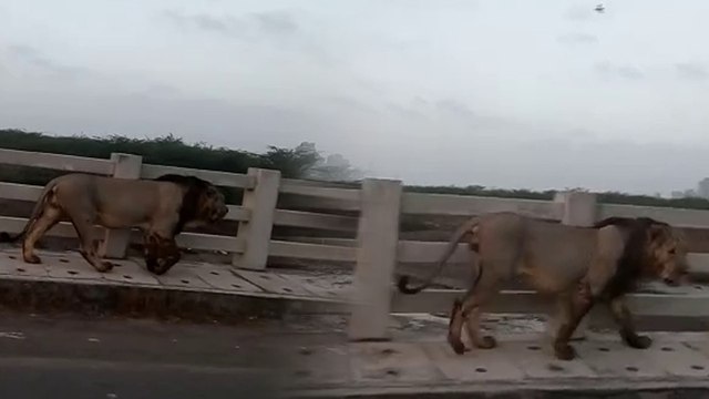 ಕಾಡಿನ ರಾಜ ತೆಲಂಗಾಣದ ಬಾಸರ ಸೇತುವೆ ಮೇಲೆ ವಾಕಿಂಗ್ | Oneindia Kannada