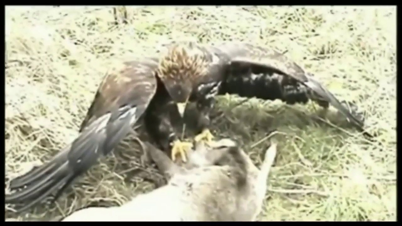 Top Dangerous Eagle Attacks Must Watch 2018