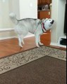 Husky throws temper tantrum for no reason at all