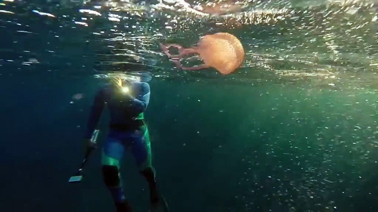 Spinning around: Watch a jellyfish latch onto a bubble ring blown by a diver