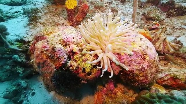 Best diving in the Caribbean ; bikinis, beach & incredible dives (Go West Diving)