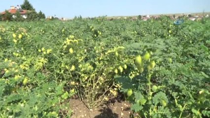 İlk Kez Ekildi, Asker, Öğrenci ve Mahkumları Doyuracak