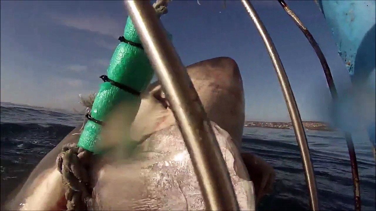 Impressionnant : les images de requins blancs en pleine chasse