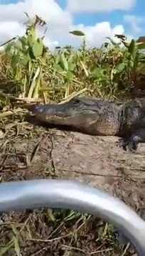 Ce crocodile va grimper dans un bateau de touristes...
