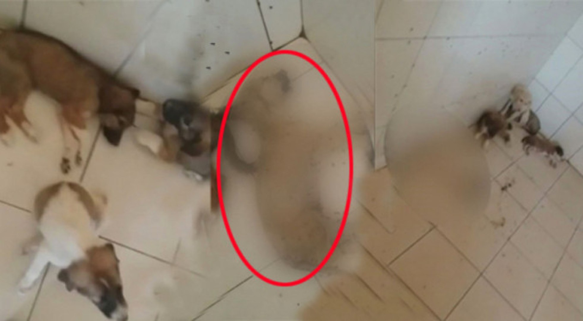 Denizli Hayvan Barinaginda Skandal Goruntuler Dailymotion Video