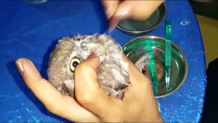 Yaralı Baykuş Yavrusuna Hayvanseverden Özel Bakım