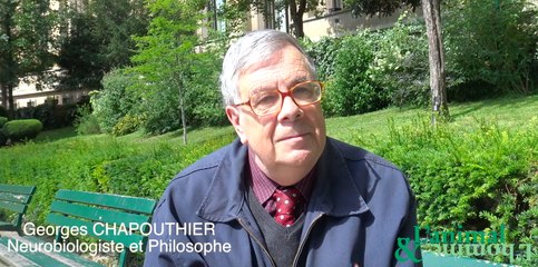 Certains chimpanzés plus brillants que les humains ?