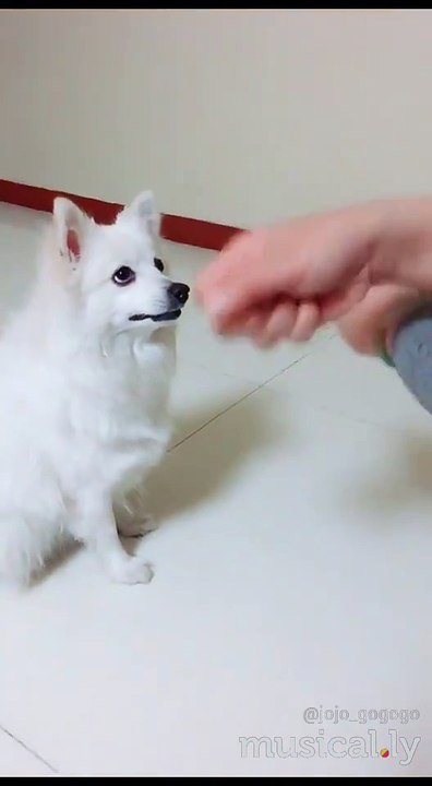 This dog thinks he's smart