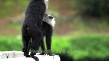 Doing it in the rain- Kerala Lion tailed Macaques