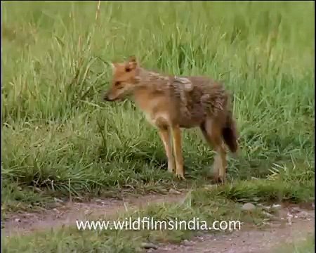 Jackals running in the wild