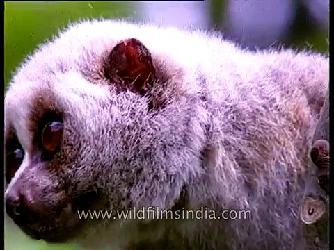 Rare Slow Loris of Kaziranga in Assam