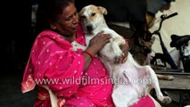 This poor woman feeds the street dogs in her Delhi colony