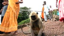 Visitors feed Hanuman langurs in Khandagiri - Odisha