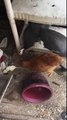 Birds, Chickens and fowl killing rats