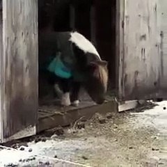 Mini horse completes a jump then celebrates