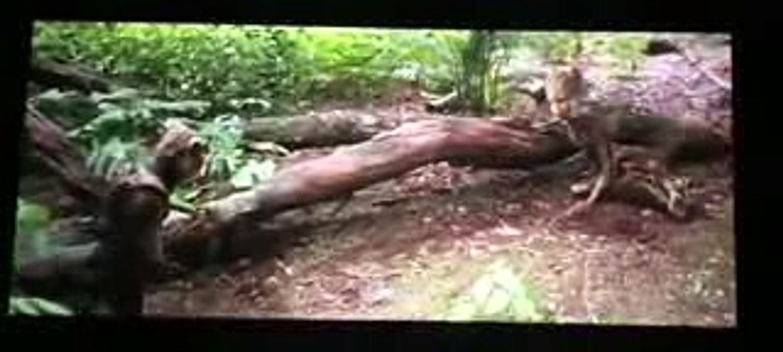 Avengers infinity war movie all death scenes and climax scene