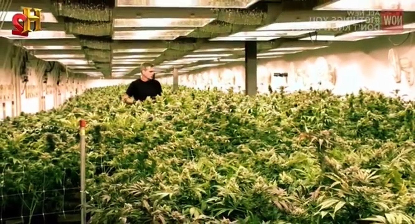 10 Things You Don't Know About S03 - Ep07 Marijuana HD Watch