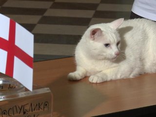 Achilles the cat hesitantly predicts Beglium win over England
