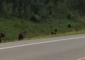 Four Hungry Grizzlies Chase Black Bear Away From Dinner