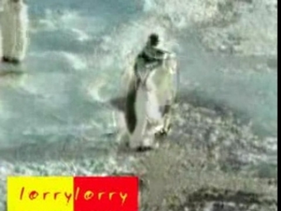 Pingouin aveugle ! lol !