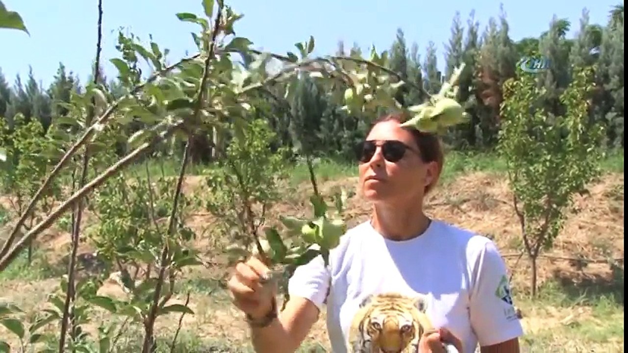 İzmir Doğal Yaşam Parkı’nın Yaramaz Lemurlar'ı Organik Besleniyor