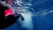Great Barrier Reef with David Attenborough S01 - Ep02 Visitors - Part 02 HD Watch